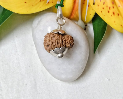 15 Mukhi Rudraksha Indonesia 19 mm