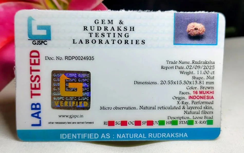 16 Mukhi Rudraksha Indonesia 20 mm