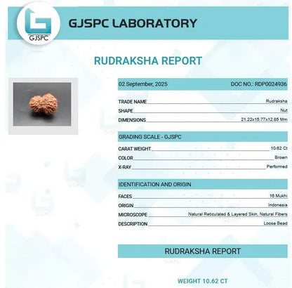 16 Mukhi Rudraksha Indonesia 21 mm