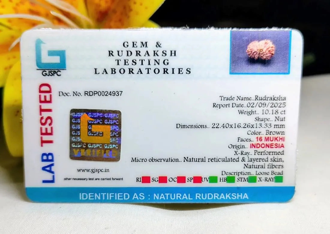 16 Mukhi Rudraksha Indonesia 22 mm