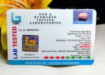 16 Mukhi Rudraksha Indonesia 22 mm