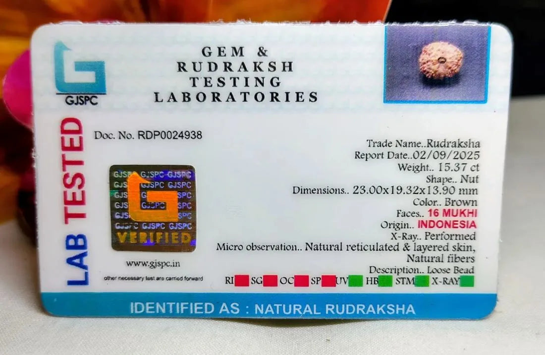 16 Mukhi Rudraksha Indonesia 23 mm