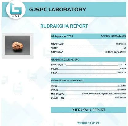 16 Mukhi Rudraksha Indonesia 20 mm