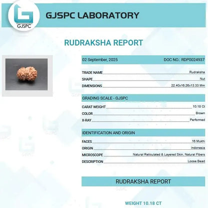 16 Mukhi Rudraksha Indonesia 22 mm