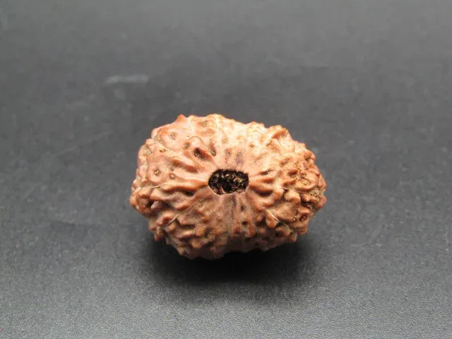 16 Mukhi Rudraksha Indonesia 20 mm