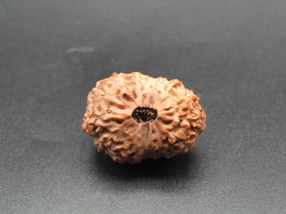 16 Mukhi Rudraksha Indonesia 20 mm