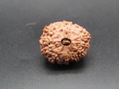16 Mukhi Rudraksha Indonesia 23 mm
