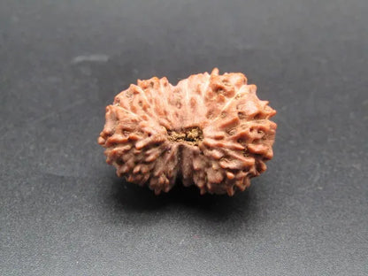 16 Mukhi Rudraksha Indonesia 22 mm