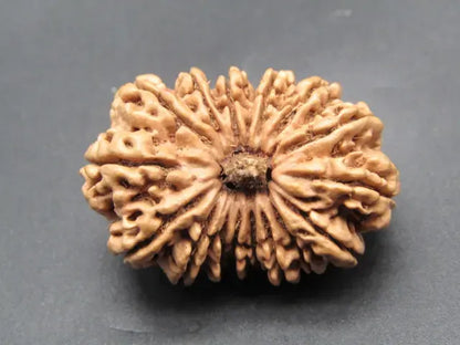 16 Mukhi Rudraksha Nepal 32 mm