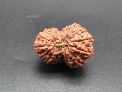 16 Mukhi Rudraksha Indonesia 21 mm