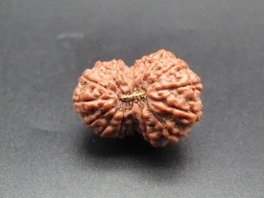 16 Mukhi Rudraksha Indonesia 21 mm