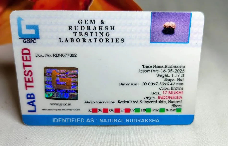 17 Mukhi Rudraksha Indonesia 10 mm