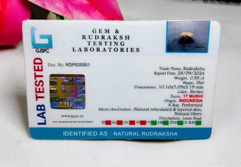 17 Mukhi Rudraksha Indonesia 10 mm