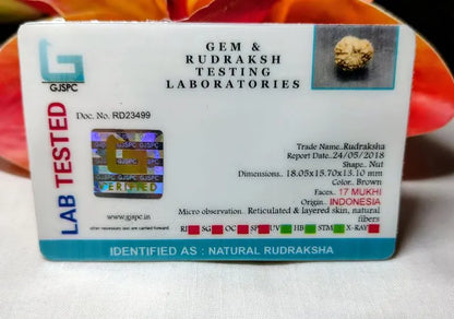 17 Mukhi Rudraksha Indonesia 18 mm