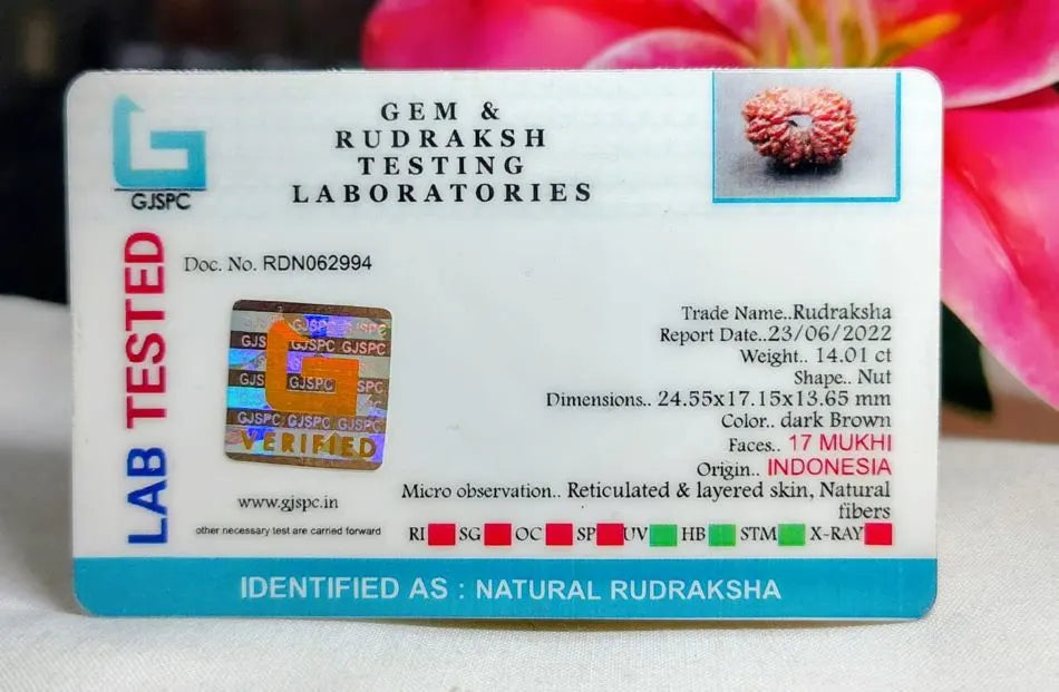 17 Mukhi Rudraksha Indonesia 24 mm