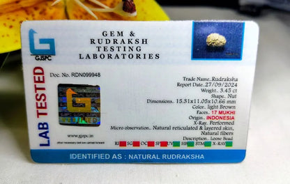 17 Mukhi Rudraksha Indonesia 15 mm