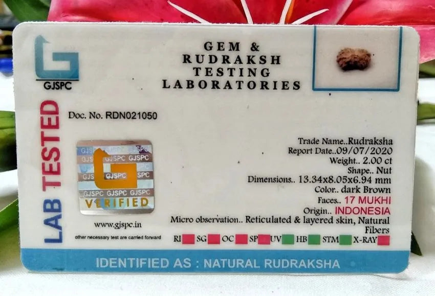 17 Mukhi Rudraksha Indonesia 13mm