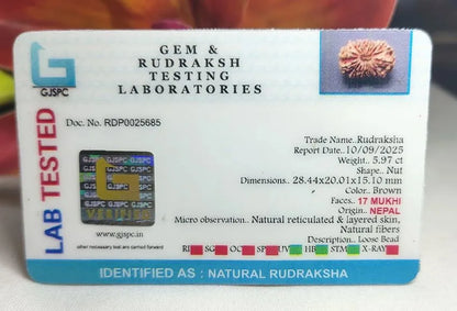 17 Mukhi Rudraksha Nepal 28 mm
