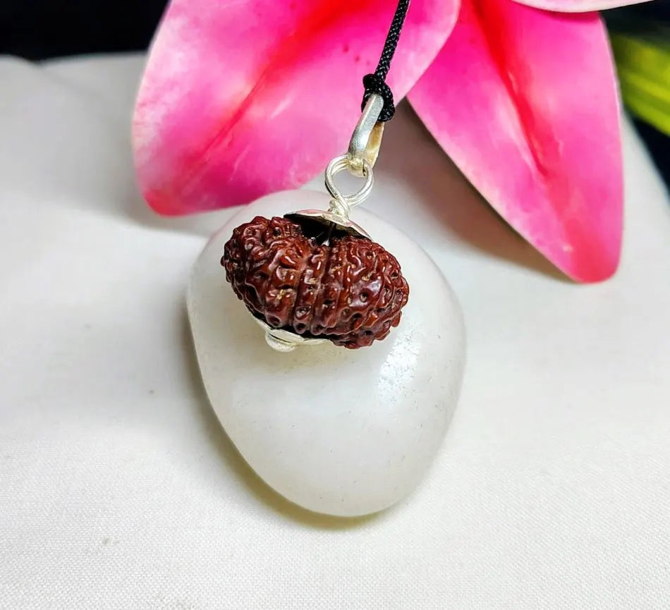 17 Mukhi Rudraksha Indonesia 24 mm