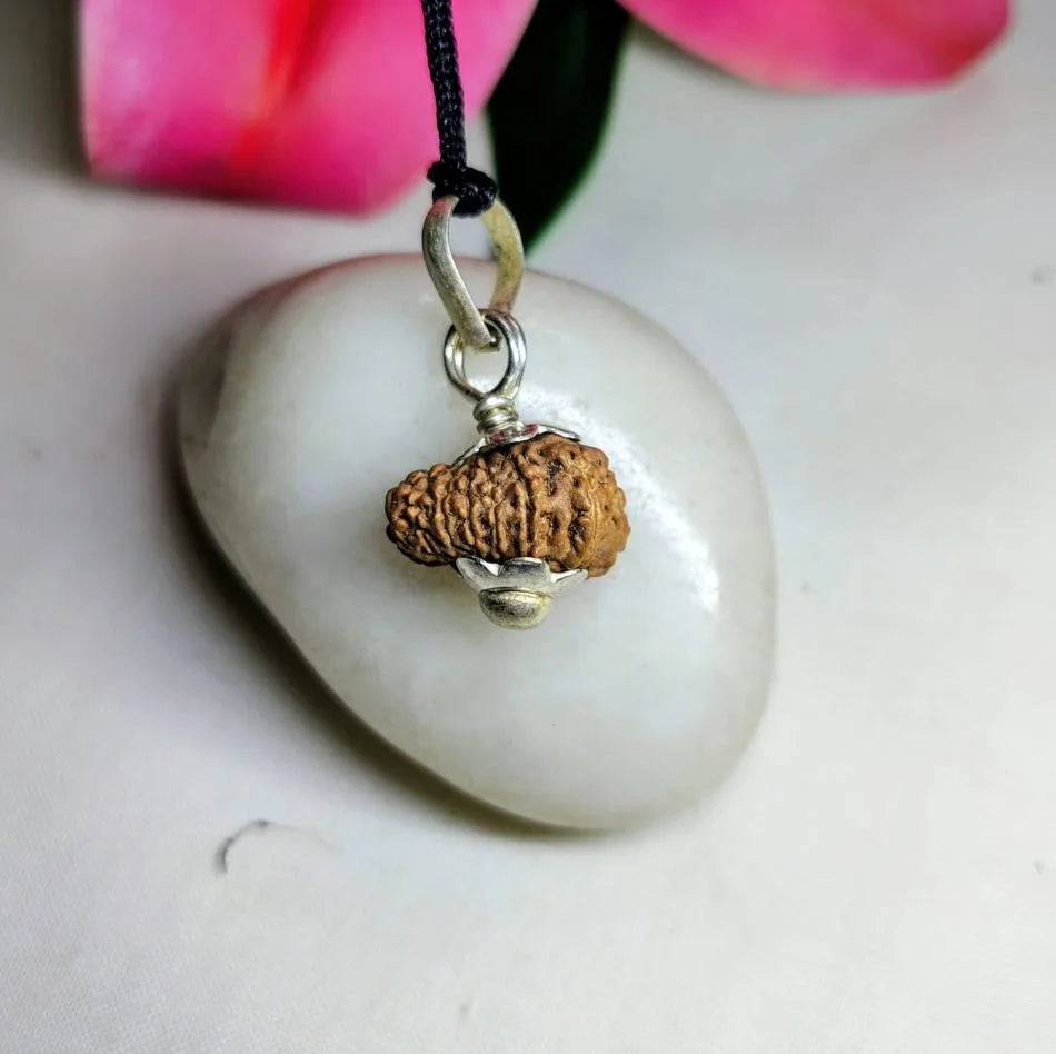 17 Mukhi Rudraksha Indonesia 16 mm