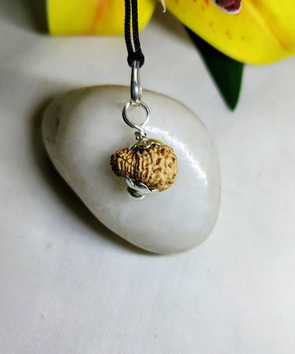 17 Mukhi Rudraksha Indonesia 15 mm