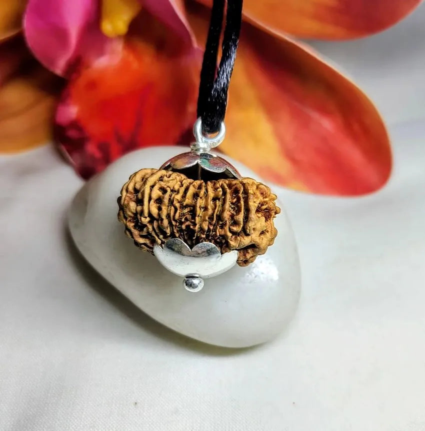 17 Mukhi Rudraksha Nepal 28 mm