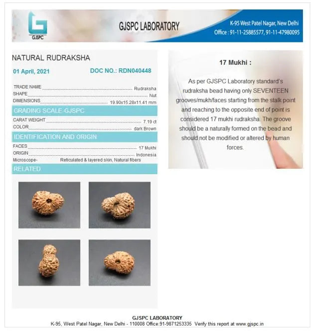 17 Mukhi Rudraksha Indonesia 19 mm