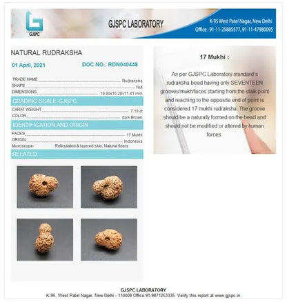 17 Mukhi Rudraksha Indonesia 19 mm