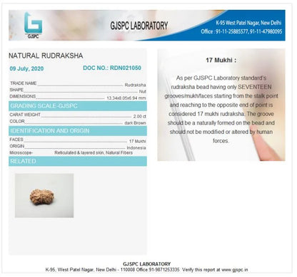 17 Mukhi Rudraksha Indonesia 13mm