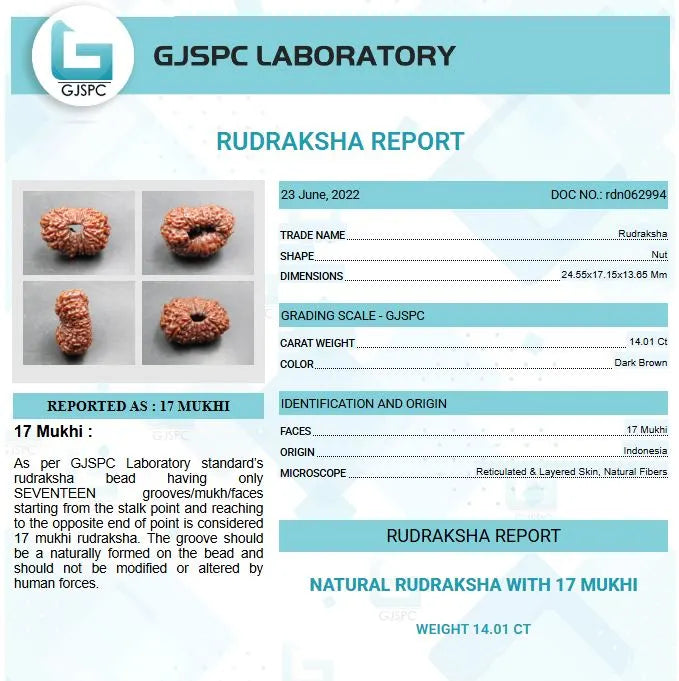 17 Mukhi Rudraksha Indonesia 24 mm