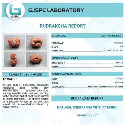 17 Mukhi Rudraksha Indonesia 24 mm