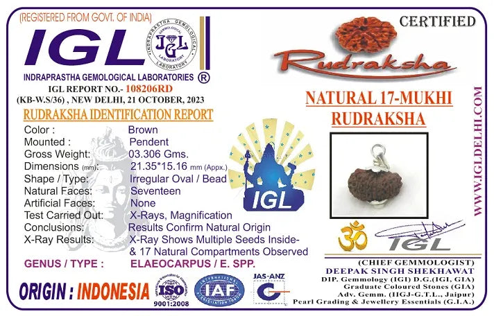 17 Mukhi Rudraksha Indonesia 21 mm
