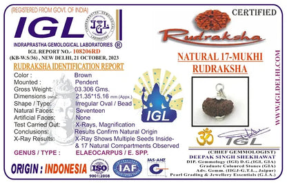 17 Mukhi Rudraksha Indonesia 21 mm
