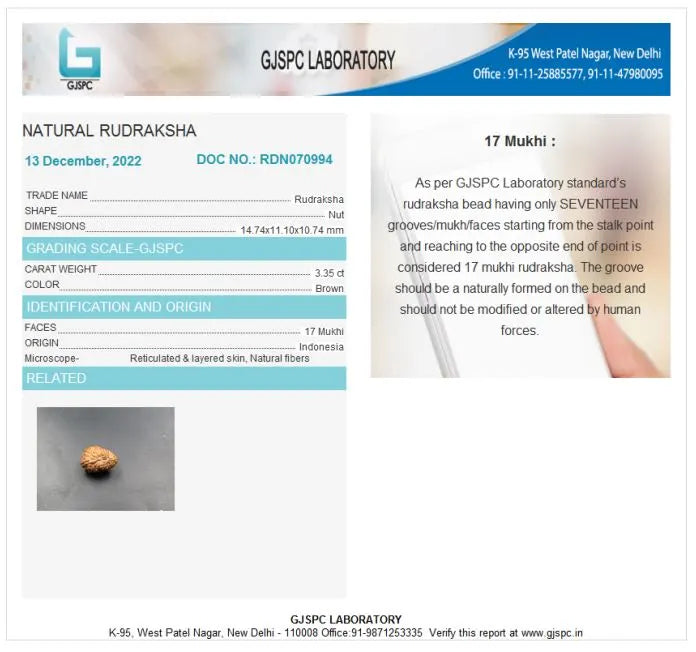 17 Mukhi Rudraksha Indonesia 14 mm