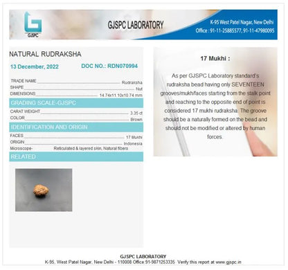 17 Mukhi Rudraksha Indonesia 14 mm