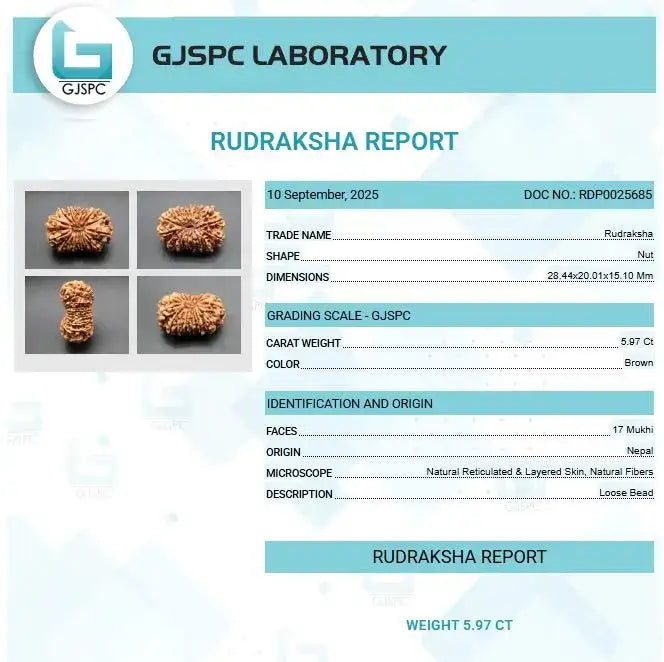 17 Mukhi Rudraksha Nepal 28 mm
