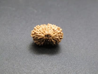 17 Mukhi Rudraksha Indonesia 10 mm