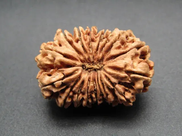 17 Mukhi Rudraksha Nepal 28 mm