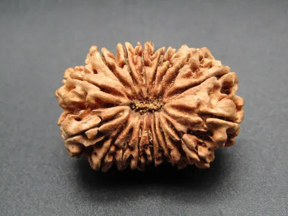17 Mukhi Rudraksha Nepal 28 mm