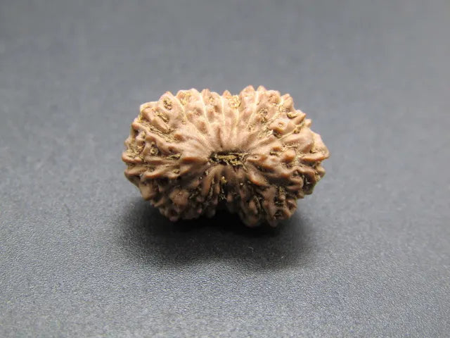17 Mukhi Rudraksha Indonesia 16 mm