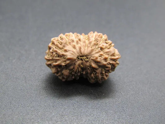 17 Mukhi Rudraksha Indonesia 16 mm