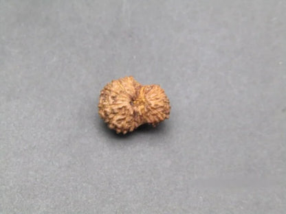 17 Mukhi Rudraksha Indonesia 11 mm