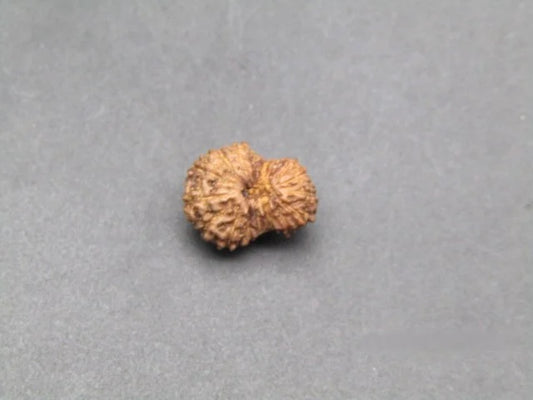 17 Mukhi Rudraksha Indonesia 11 mm