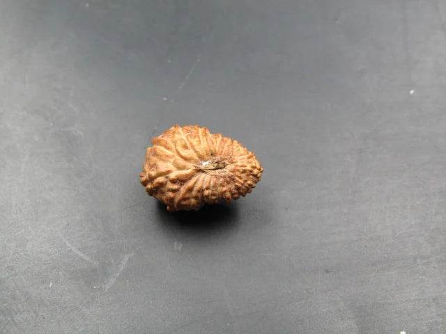 17 Mukhi Rudraksha Indonesia 14 mm