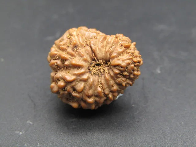 17 Mukhi Rudraksha Indonesia 18 mm