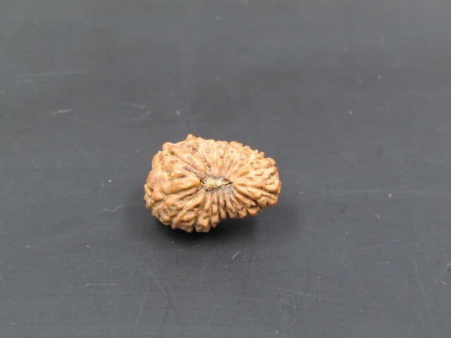 17 Mukhi Rudraksha Indonesia 16 mm