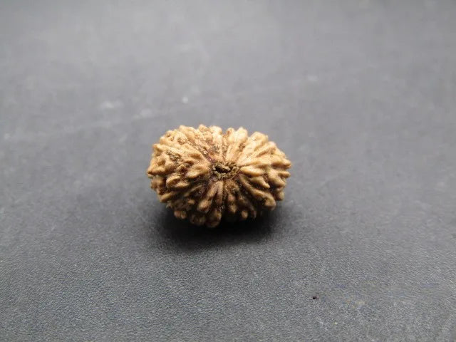 17 Mukhi Rudraksha Indonesia 10 mm