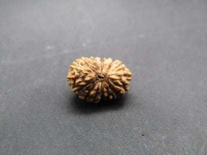 17 Mukhi Rudraksha Indonesia 10 mm