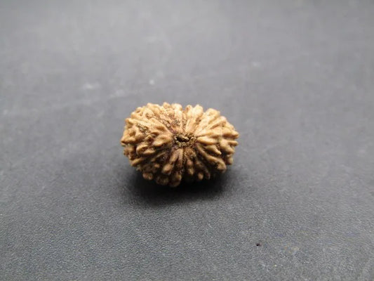17 Mukhi Rudraksha Indonesia 10 mm