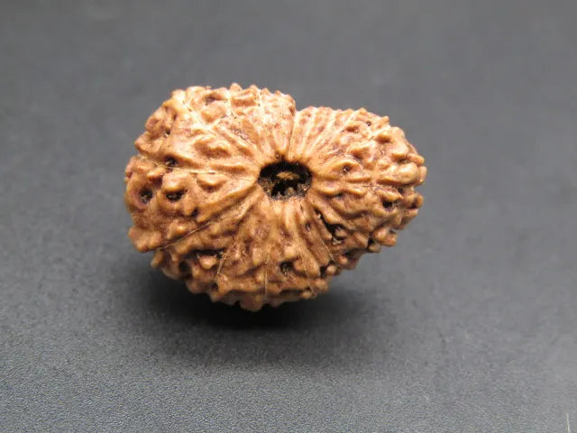 17 Mukhi Rudraksha Indonesia 19 mm